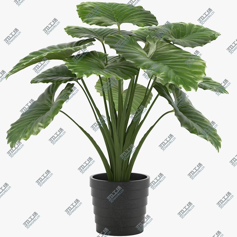 images/goods_img/2021040165/Taro Plant/1.jpg